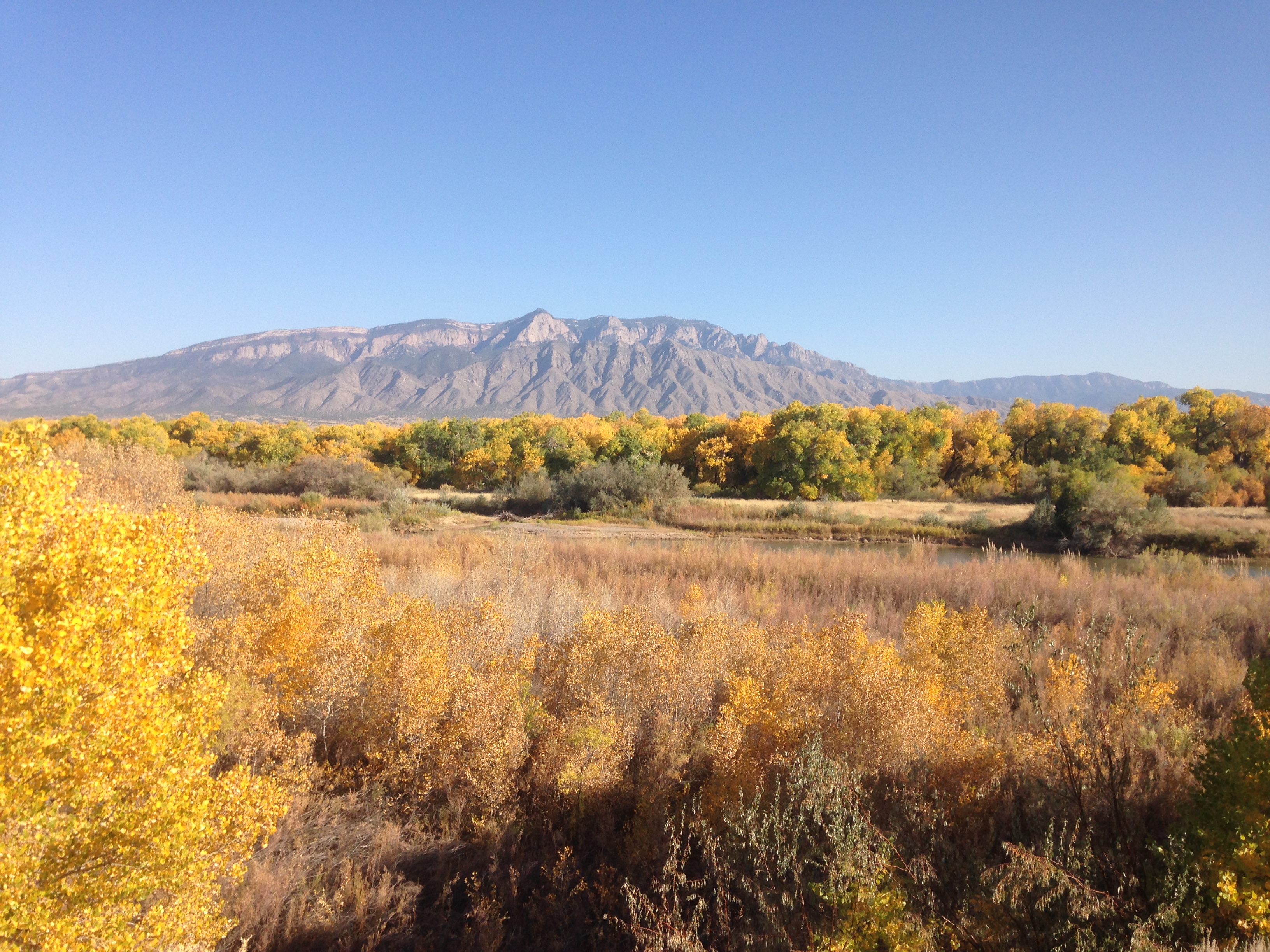 Painted Bosque