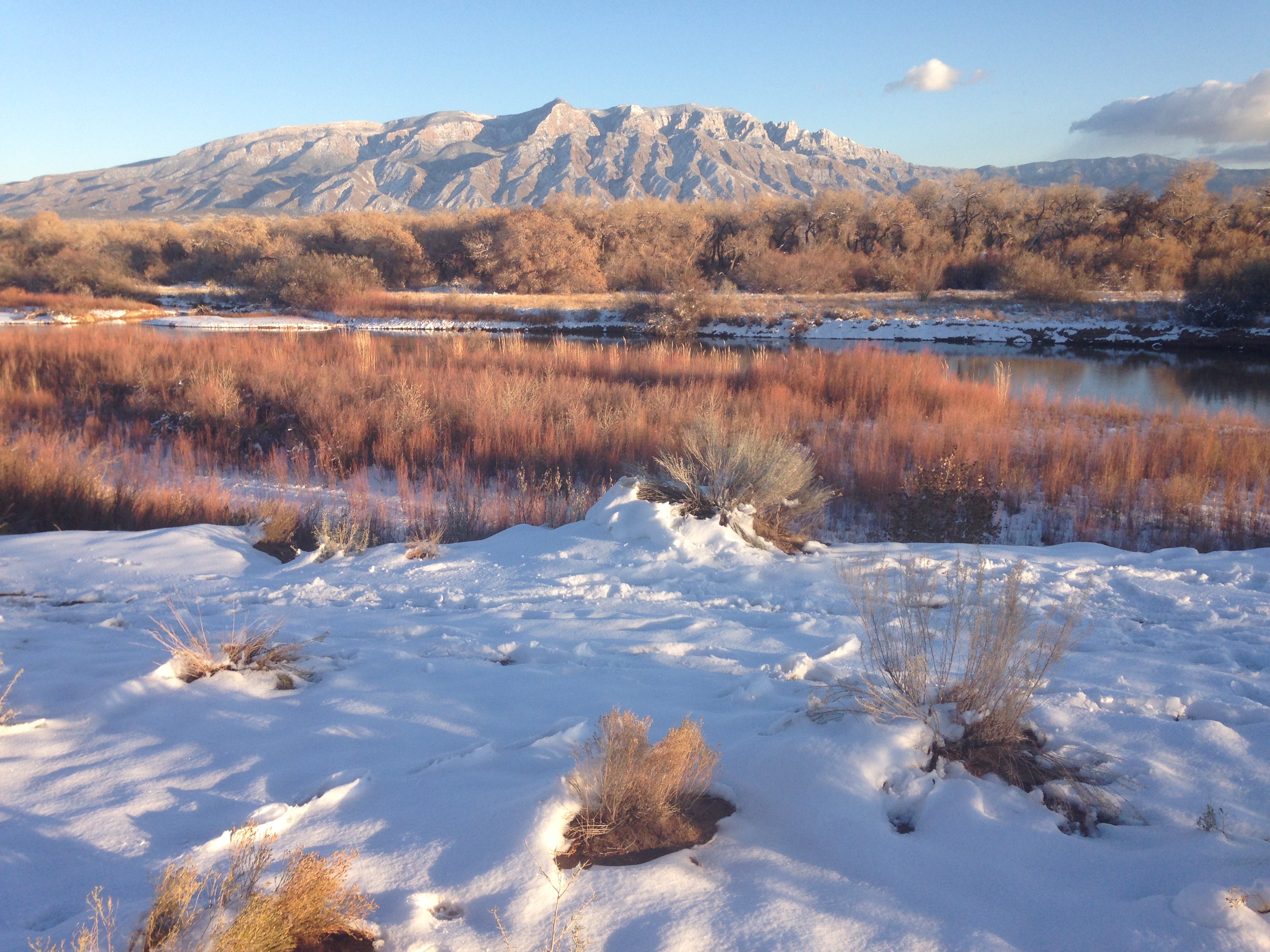 Bosque snow