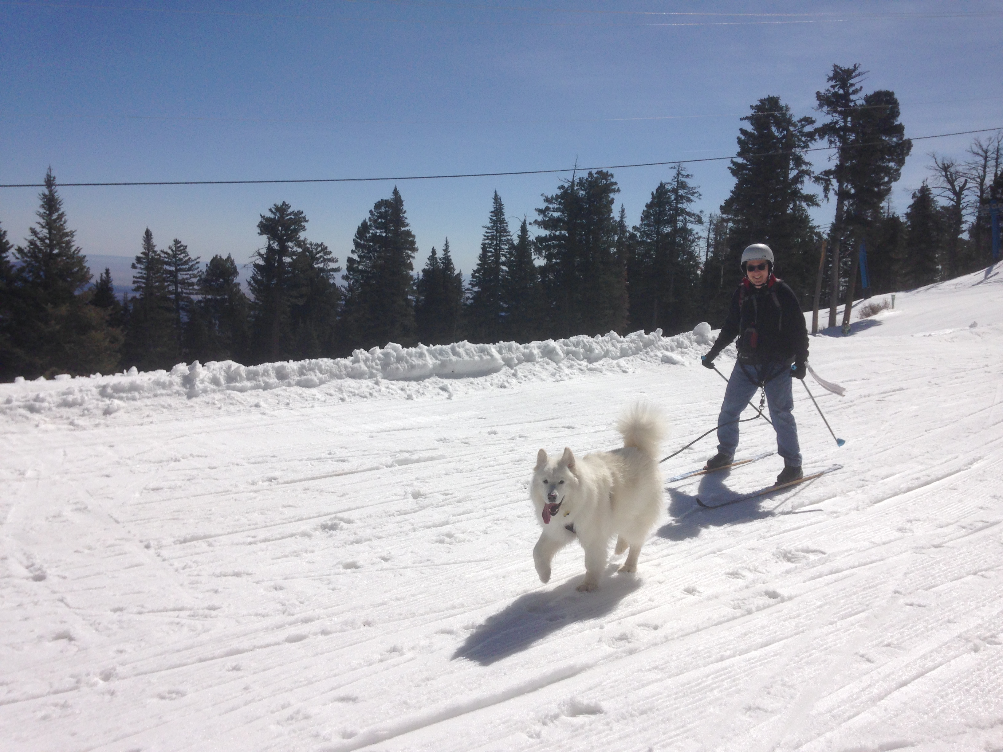 Skijoring